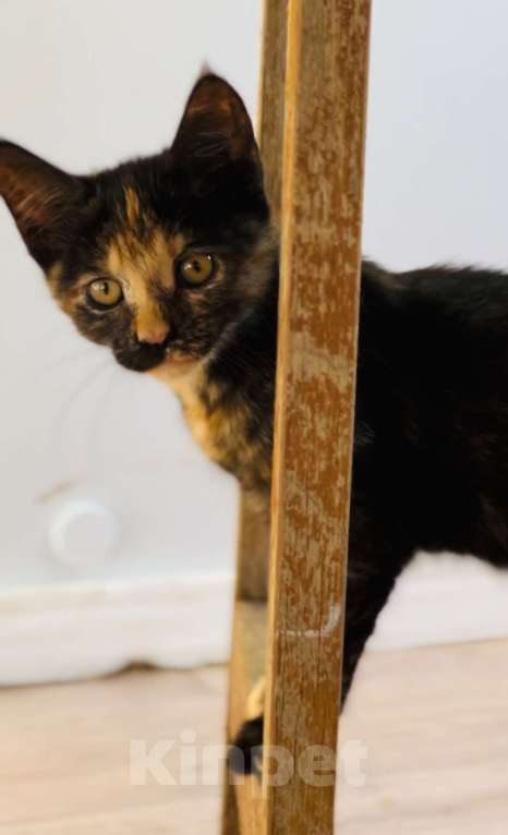 Кошки в Москве: Черепашка мейн-кун котенок Девочка, 25 000 руб. - фото 1