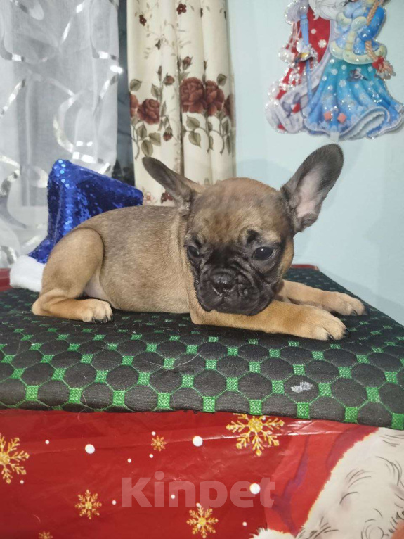 Собаки в Владимире: Девочка французский бульдог Девочка, 30 000 руб. - фото 1
