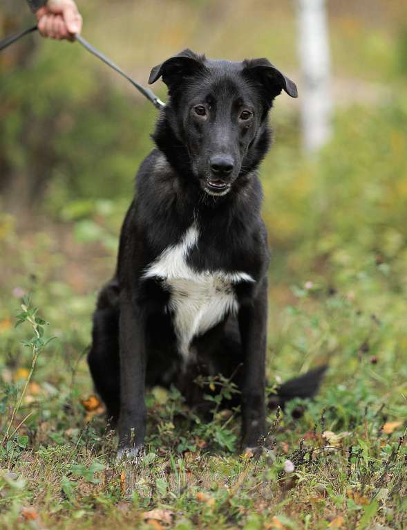Собаки в Москве: Мишке плохо в приюте. Спасите его Мальчик, Бесплатно - фото 4