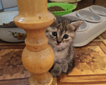 Кошки в Самаре: Котята в добрые руки Разнополые, Бесплатно - фото 6