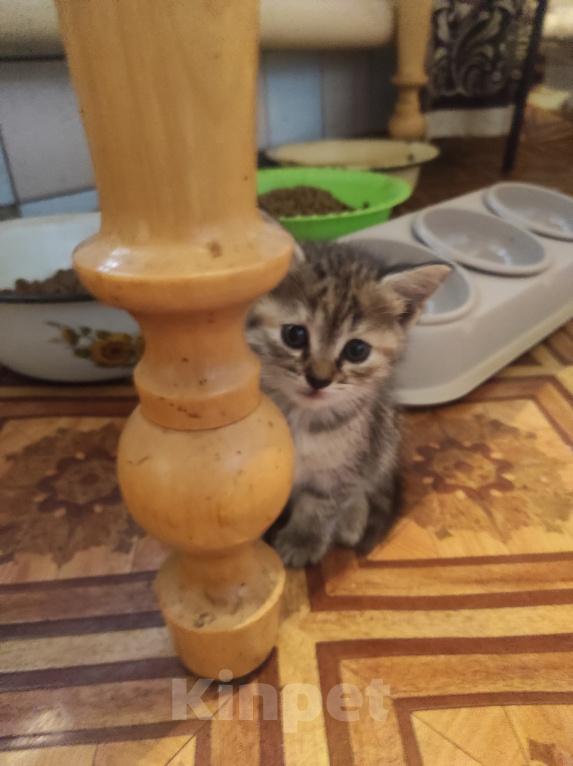 Кошки в Самаре: Котята в добрые руки Разнополые, Бесплатно - фото 6