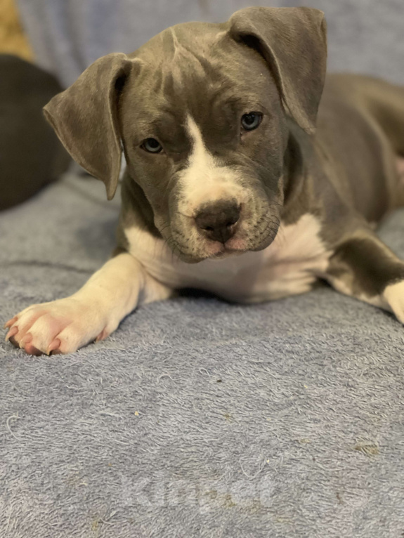 Собаки в Балашихе: Бабочка Девочка, Бесплатно - фото 2