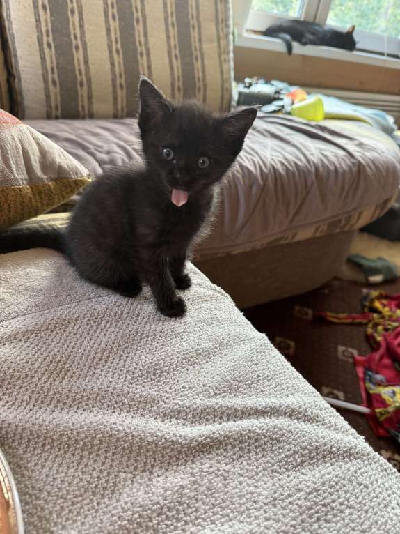 Кошки в других городах Московской области: Миша  Мальчик, Бесплатно - фото 2