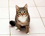 Кошки в Калуге: Муся — полосатый колобочек. Котенок в добрые руки. Девочка, Бесплатно - фото 2
