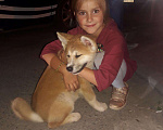 Собаки в Волгограде: Щенки акита ину, 50 000 руб. - фото 1