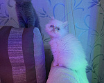 Кошки в Новоалександровске: Персидские котята, 8 000 руб. - фото 1