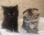 Кошки в Камызяке: Шотландские котята, 10 000 руб. - фото 7