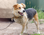 Собаки в Новосибирске: Ирма невероятная собака ищет дом Девочка, 1 руб. - фото 2