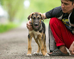Собаки в Москве: 3 красивых щенка: метисы лабрадора и овчарки Мальчик, Бесплатно - фото 6