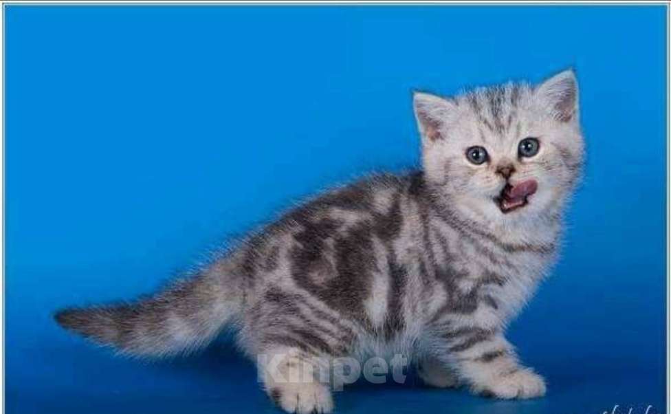 Кошки в Москве: Шотландская мраморная девочка Девочка, 30 000 руб. - фото 4