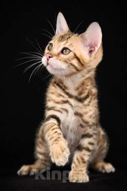 Кошки в Екатеринбурге: Бенгальская девочка Девочка, 50 000 руб. - фото 2