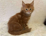 Кошки в Новосибирске: Котик Мейн кун Мальчик, 25 000 руб. - фото 1