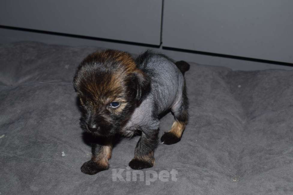 Собаки в других городах Краснодарского края: Китайская хохлатая собака  Мальчик, 15 000 руб. - фото 1