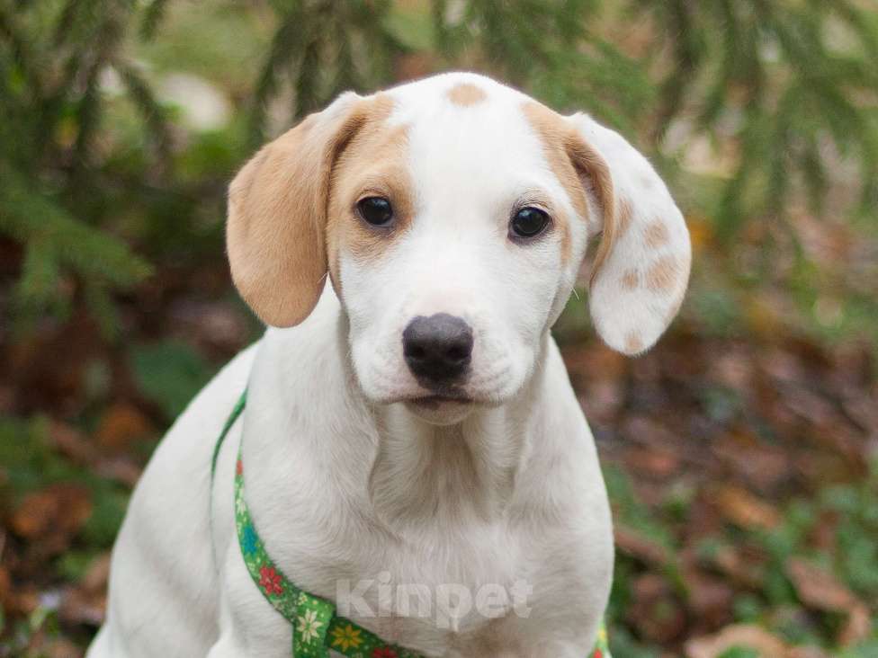 Собаки в Москве: Щенок метис пойнтера в дар Девочка, Бесплатно - фото 1