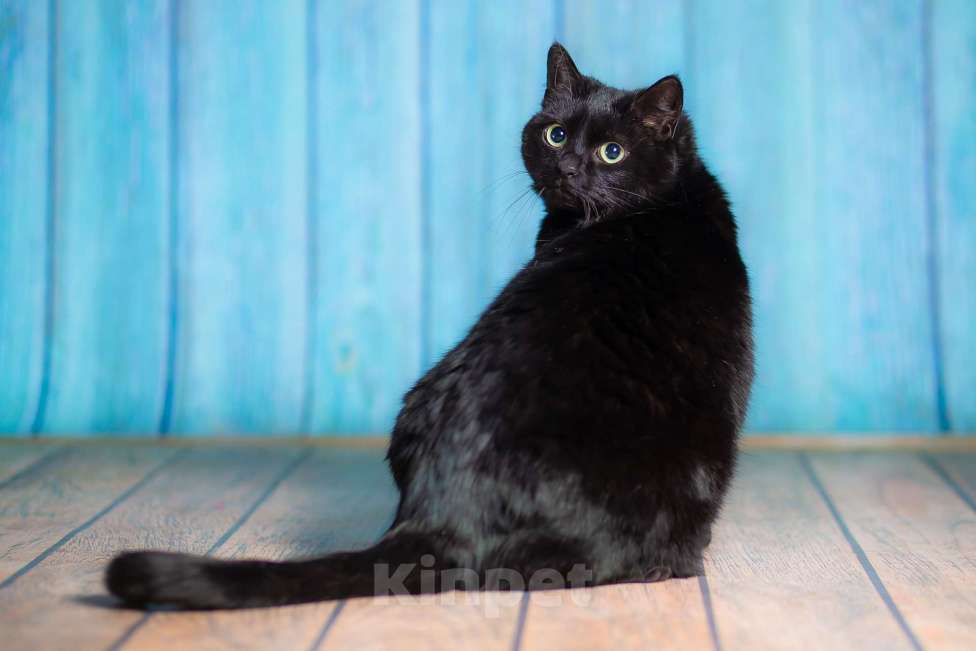 Кошки в Москве: Ласковая, воспитанная красотка в добрые руки! Девочка, Бесплатно - фото 8