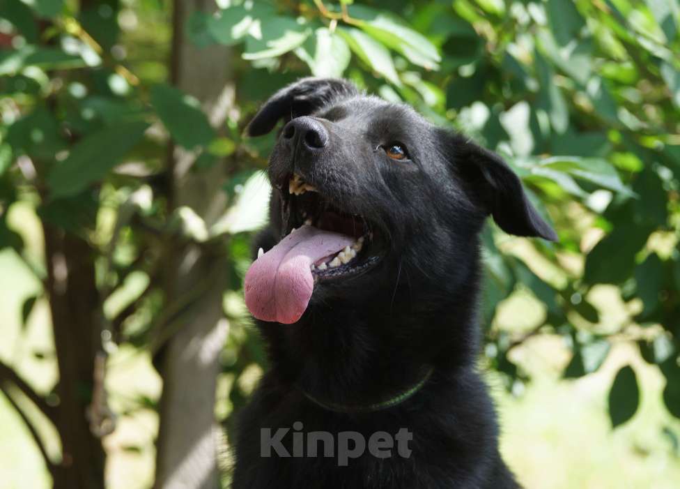 Собаки в Москве: Активный,весёлый и ласковый Блэкки в поисках дома Мальчик, 10 руб. - фото 1