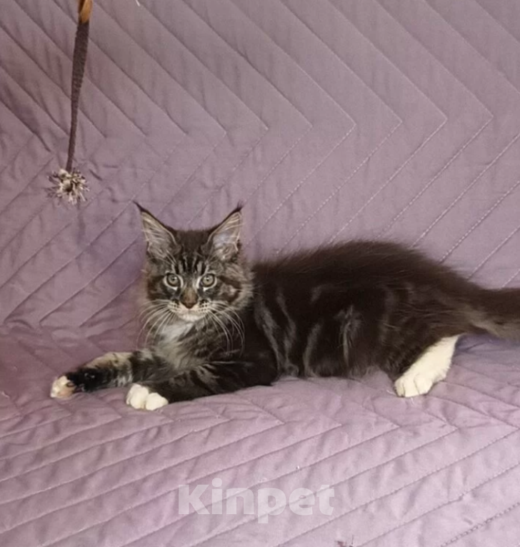 Кошки в Самаре: Мейн-ку́н Мальчик, 25 000 руб. - фото 5