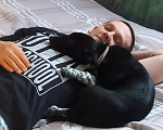 Собаки в Пушкино: Джек Рассел метис в добрые руки Девочка, 1 руб. - фото 4