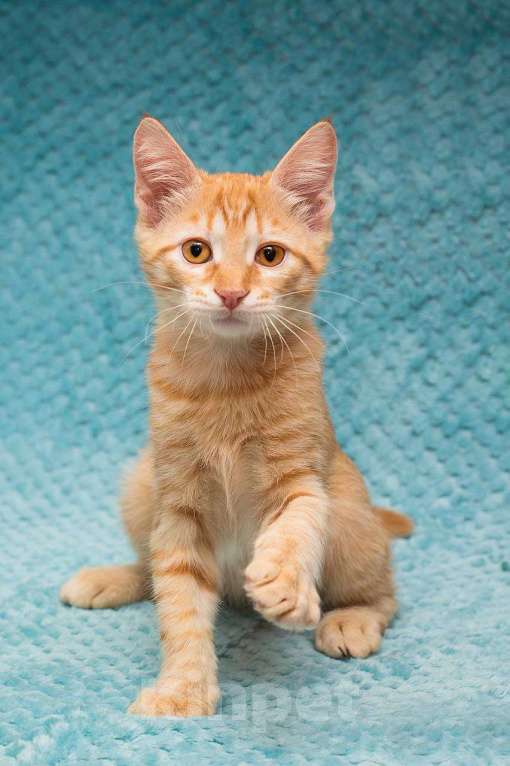 Кошки в Москве: Рыжий котенок Марчелло Мальчик, Бесплатно - фото 3