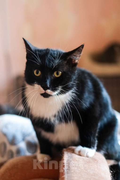 Кошки в Санкт-Петербурге: Маркиз из приюта в добрые руки Мальчик, Бесплатно - фото 4