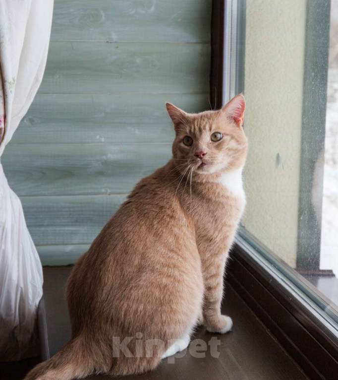 Кошки в Москве: Крупный рыжий кот Сэр Персиваль в добрые руки Мальчик, Бесплатно - фото 5