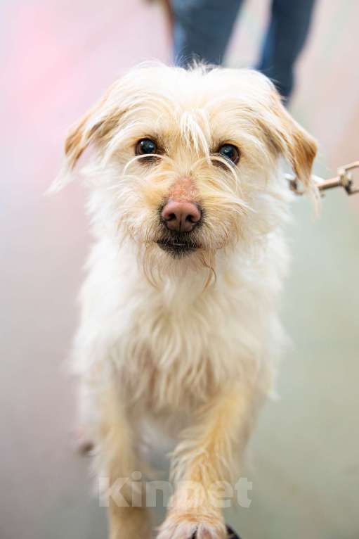 Собаки в Санкт-Петербурге: Очень красивая маленькая собачка Девочка, Бесплатно - фото 8