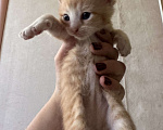 Кошки в Сарапуле: Котята Разнополые, Бесплатно - фото 4