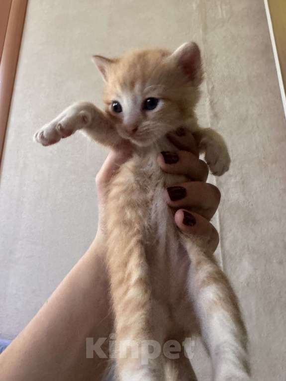 Кошки в Сарапуле: Котята Разнополые, Бесплатно - фото 4