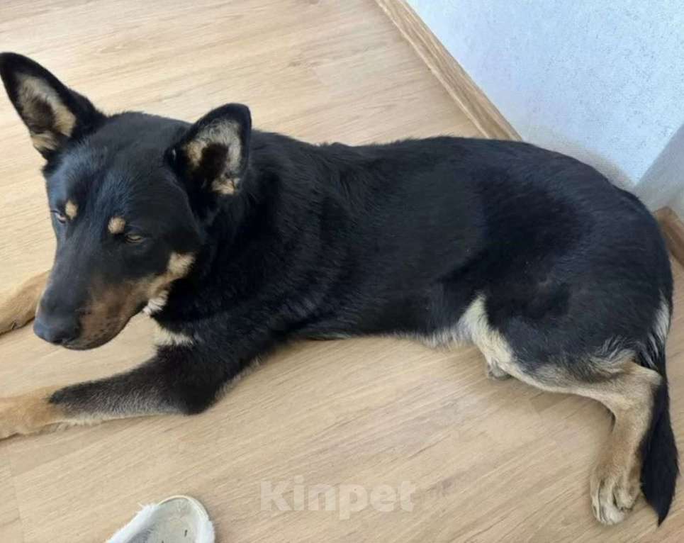 Собаки в Екатеринбурге: взрослый пёс в добрын руки Мальчик, Бесплатно - фото 2