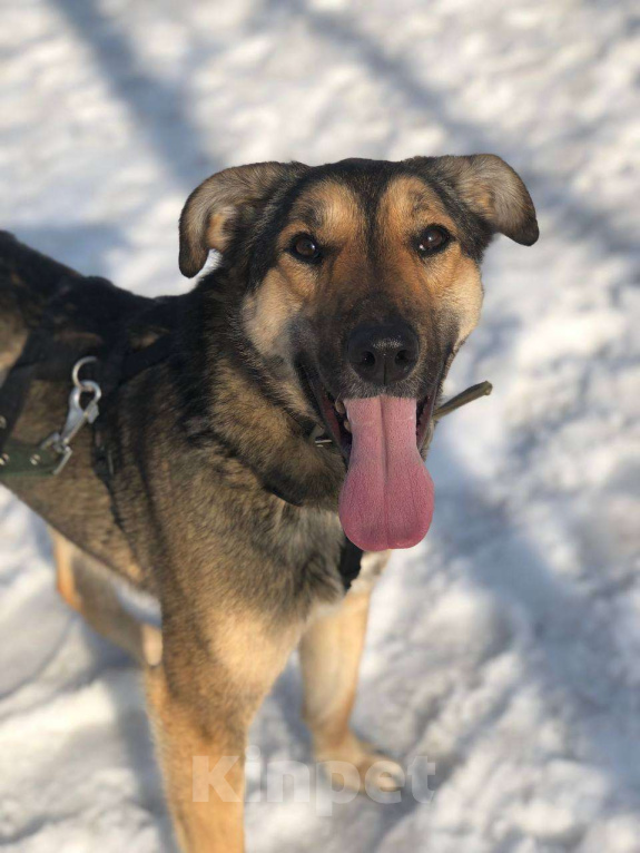 Собаки в Москве: Все детство в клетке... Девочка, Бесплатно - фото 5