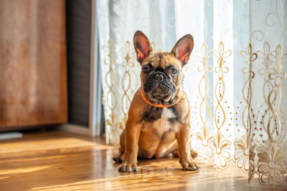 Собаки в Ярославле: Девочка француженка  Девочка, 50 000 руб. - фото 2