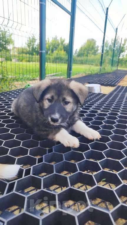 Собаки в других городах Московской области: Доча ищет дом  Девочка, Бесплатно - фото 6
