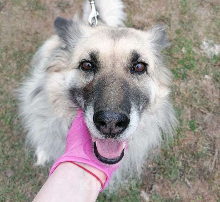 Собаки в Москве: Марусю жизнь обижала. Теперь нужен дом Девочка, Бесплатно - фото 4