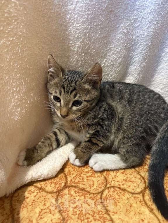 Кошки в Москве: Котенок Гриша ищет дом! Мальчик, Бесплатно - фото 2