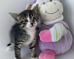 Кошки в Москве: Крохотный котенок Ириска в добрые руки Девочка, Бесплатно - фото 2