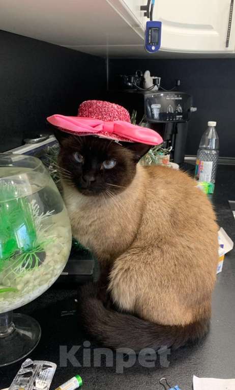 Кошки в Ярославле: Потерялся кот Мэт  Мальчик, 5 000 руб. - фото 7