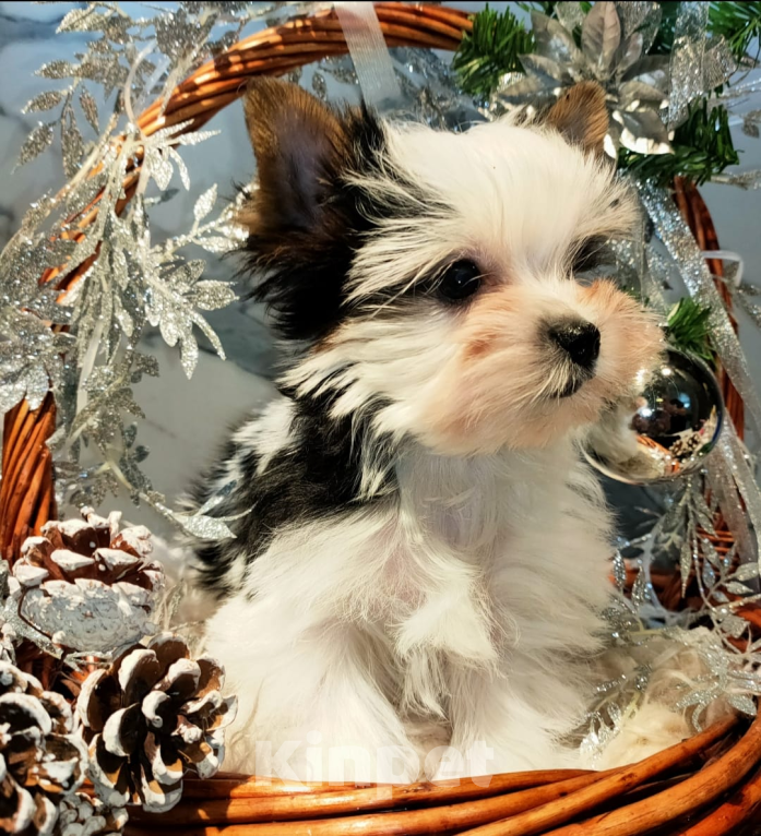 Собаки в других городах Московской области: Маленькое счастье Барби Девочка, 120 000 руб. - фото 2