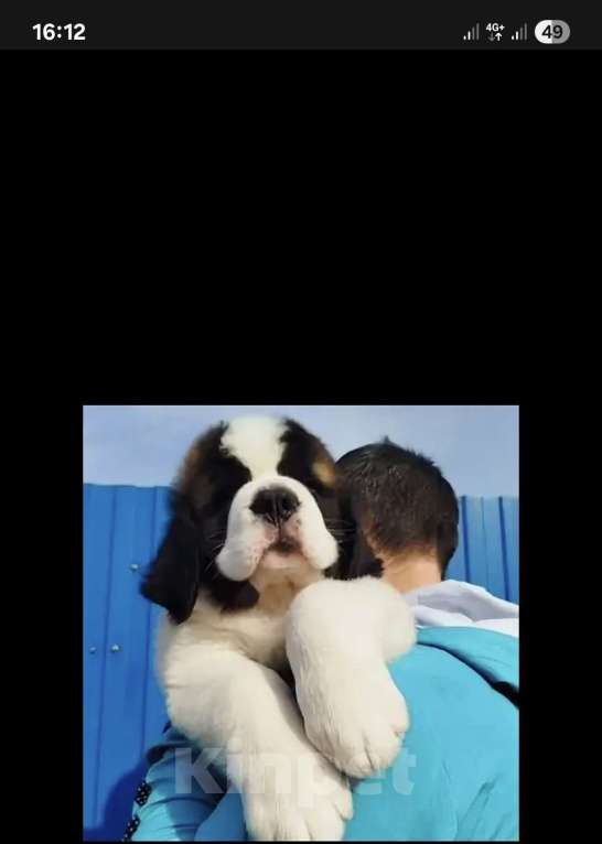 Собаки в Балаково: Бетховен Мальчик, 70 000 руб. - фото 6