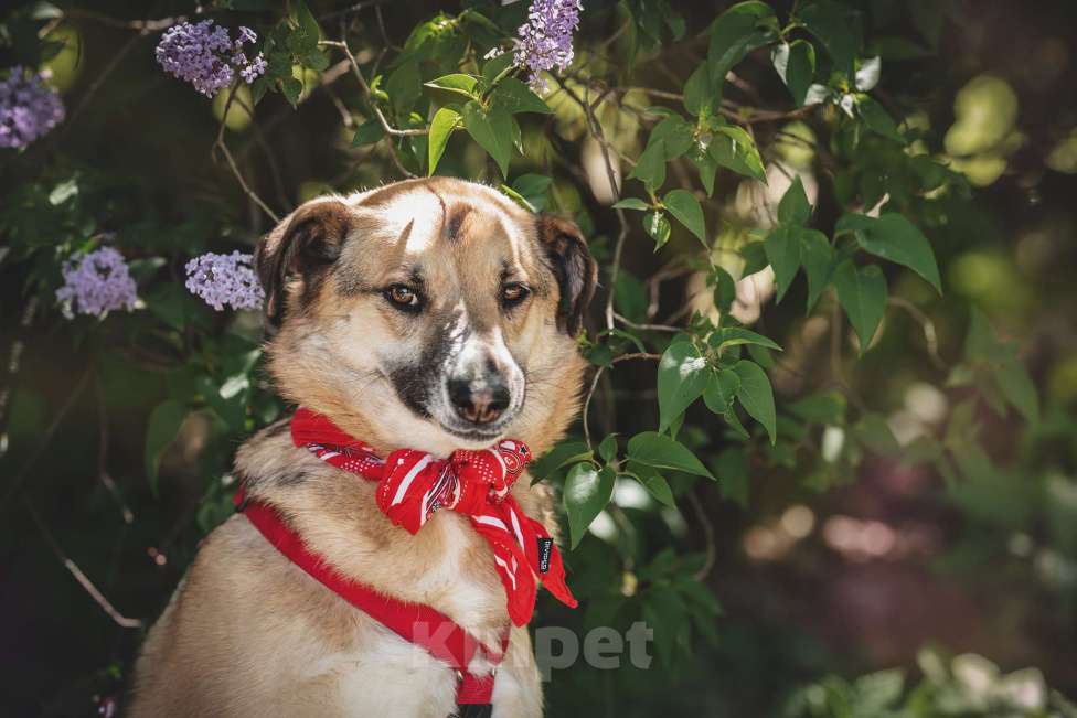 Собаки в Москве: Чудесная Мэлс ищет дом Девочка, Бесплатно - фото 6