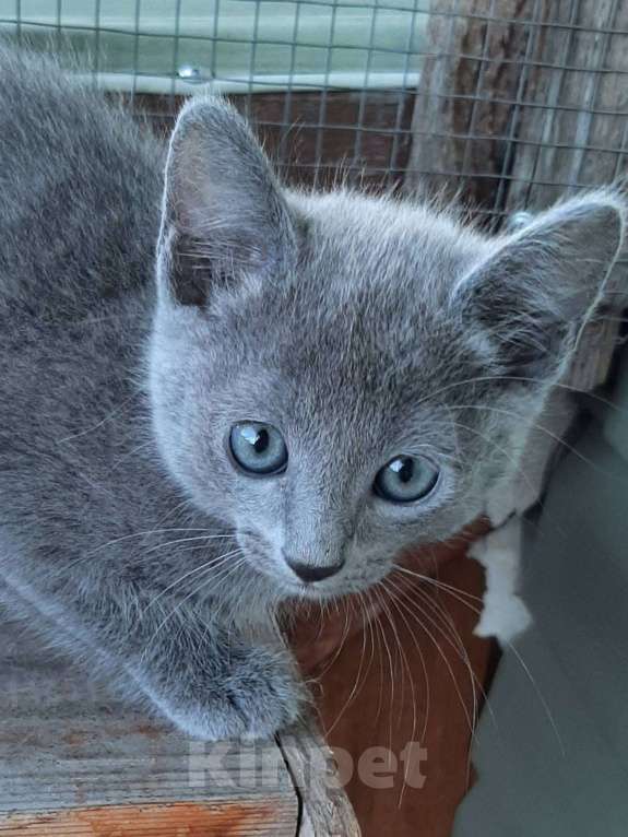 Кошки в Санкт-Петербурге: Русские голубые котята Девочка, 50 000 руб. - фото 4