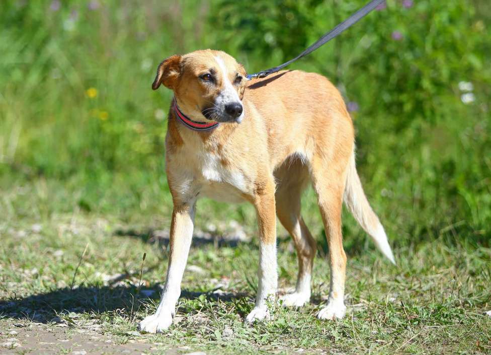 Собаки в Москве: Настёна, удивительно нежная собака  Девочка, Бесплатно - фото 3