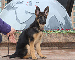 Собаки в Хабаровске: Щенок немецкой овчарки ДЕВОЧКА Девочка, 45 000 руб. - фото 2