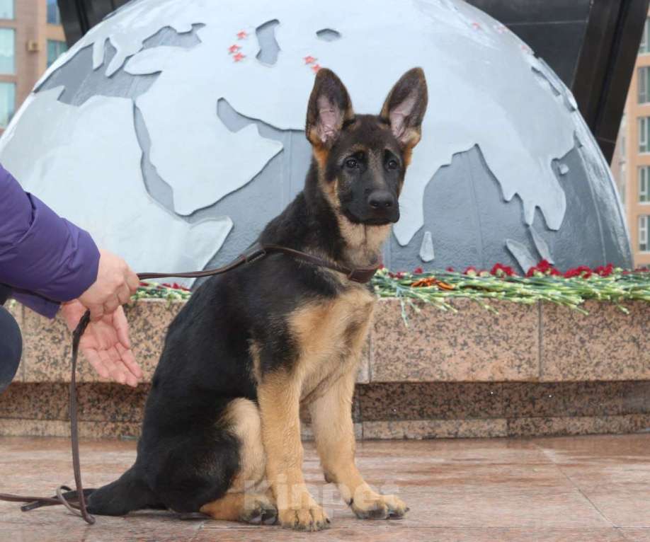 Собаки в Хабаровске: Щенок немецкой овчарки ДЕВОЧКА Девочка, 45 000 руб. - фото 2