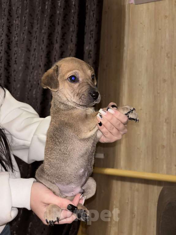 Собаки в Белгороде: Щенок в добрые руки  Мальчик, Бесплатно - фото 1