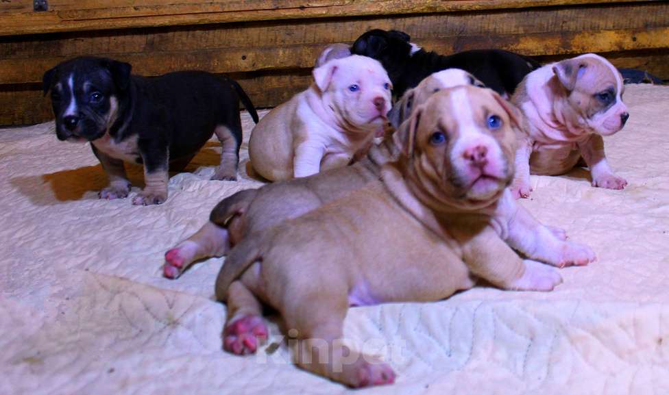 Собаки в Москве: Мальчики и девочки американский булли. Разнополые, 70 000 руб. - фото 7