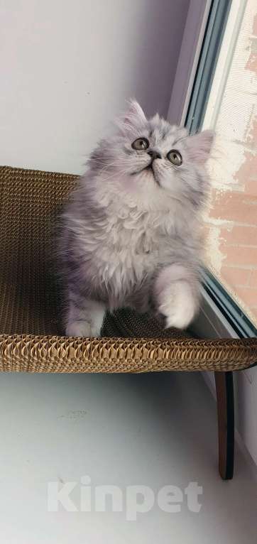 Кошки в Санкт-Петербурге: Обваражительный Хайленд Страйт Мальчик, 65 000 руб. - фото 3