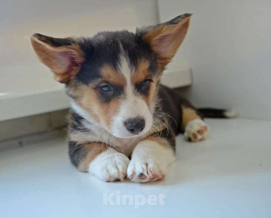 Собаки в Москве: Марлон Вельш-корги-кардиган  Мальчик, 50 000 руб. - фото 4