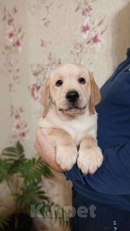 Собаки в других городах Краснодарского края: Щенки лабрадор-ретривер Мальчик, Бесплатно - фото 1