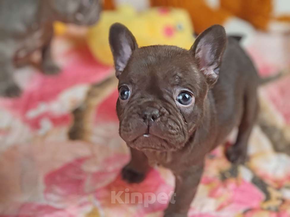 Собаки в Санкт-Петербурге: Шикарная шоколадная девочка  Девочка, 80 000 руб. - фото 3