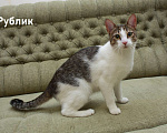 Кошки в Санкт-Петербурге: Котенок-подросток Рублик очень хочет стать домашним Мальчик, Бесплатно - фото 3